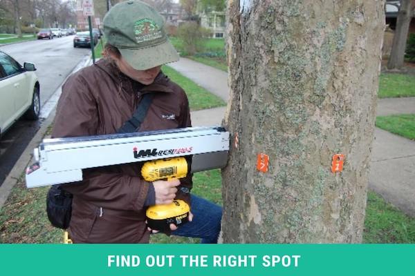 How to Drill into a Tree without Hurting it